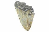 Partial, Fossil Megalodon Tooth - North Carolina #373176-1